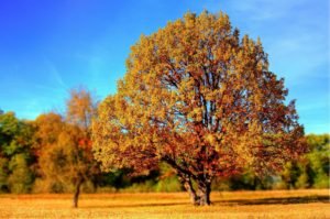 Herbstbaum